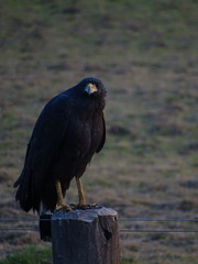 Buteogallus urubitinga