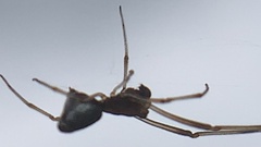 Argyrodes elevatus