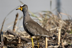 Vanellus senegallus lateralis