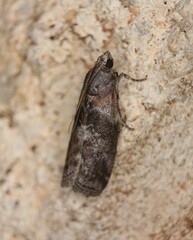 Sciota subcaesiella