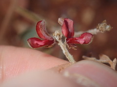 Indigofera georgei