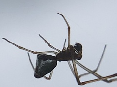 Argyrodes elevatus