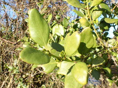 Ileostylus micranthus