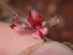 Indigofera georgei