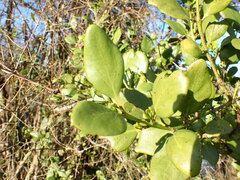 Ileostylus micranthus