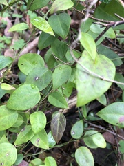 Vincetoxicum barbatum