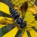 Coelioxys - Photo (c) Royal Tyler,  זכויות יוצרים חלקיות (CC BY-NC-SA), uploaded by Royal Tyler