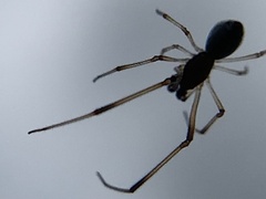 Argyrodes elevatus