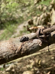 Chrysobothris femorata