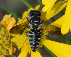 Coelioxys modestus