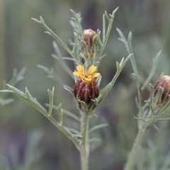 Dyssodia papposa