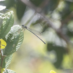 Platycnemididae