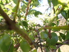 Ileostylus micranthus