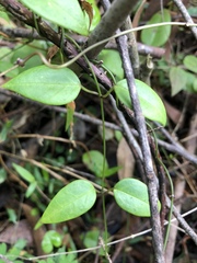 Vincetoxicum barbatum