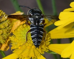 Coelioxys modestus