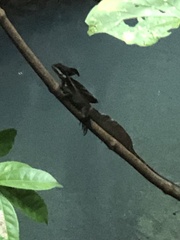 Basiliscus basiliscus