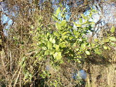 Ileostylus micranthus