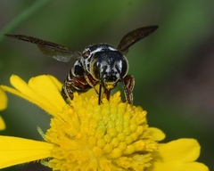 Coelioxys modestus