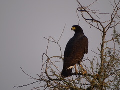 Buteogallus urubitinga