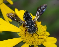 Coelioxys modestus