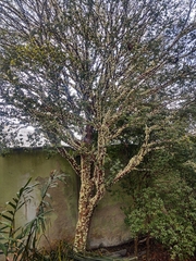Plinia cauliflora