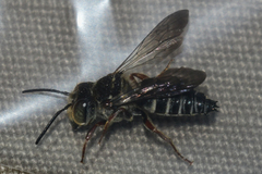 Coelioxys modestus
