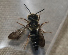 Coelioxys modestus