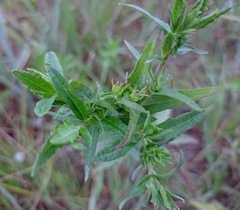Brickellia eupatorioides