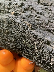 Lichinaceae