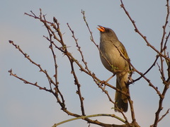 Embernagra platensis