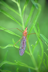 Nephrotoma ferruginea