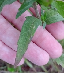 Brickellia eupatorioides