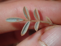 Indigofera georgei
