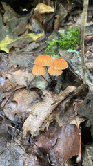 Marasmius siccus