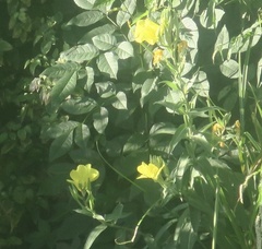 Oenothera elata