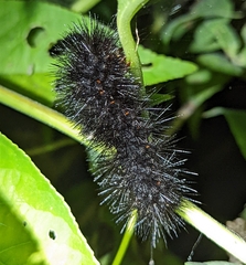 Hypercompe scribonia