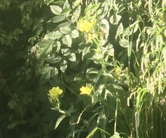 Oenothera elata