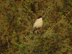 Microspingus melanoleucus
