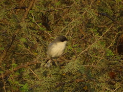 Microspingus melanoleucus