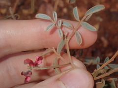 Indigofera georgei