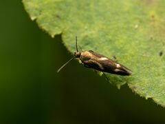Scythris sinensis