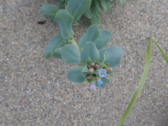Mertensia maritima