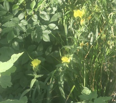 Oenothera elata