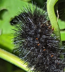 Hypercompe scribonia