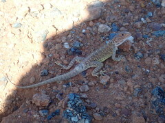 Ctenophorus salinarum