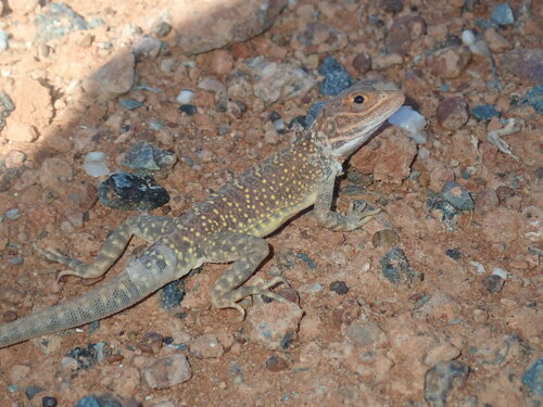 Saltpan Ground-dragon, Ctenophorus salinarum