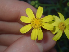 Senecio lacustrinus