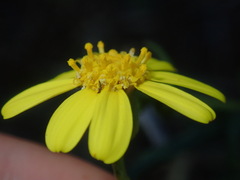 Senecio lacustrinus