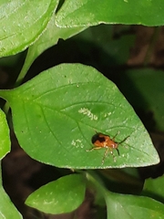 Chrysomelidae