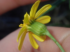 Senecio lacustrinus